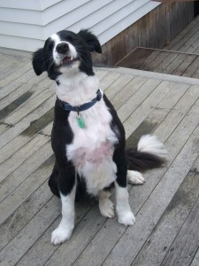 Back from the grromers