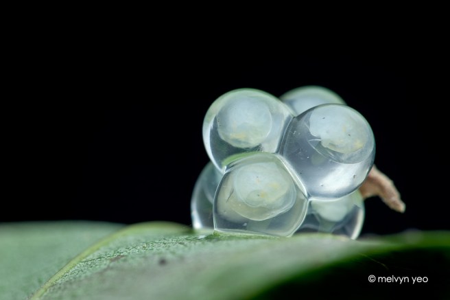 land_snail_eggs_by_melvynyeo-d6utdqf