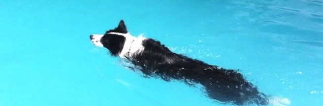 collie swimming