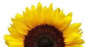 Sunflower-3