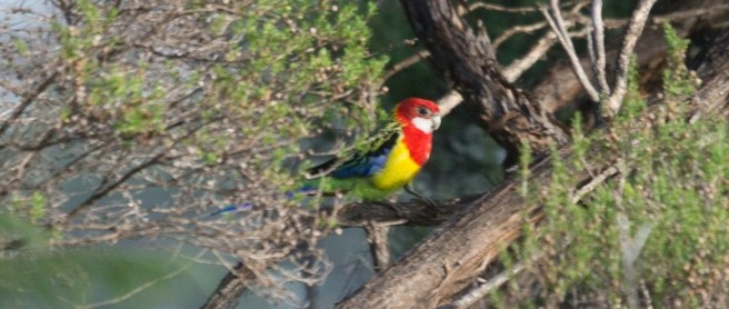 156297634.9WdS4i8m.DSC08219