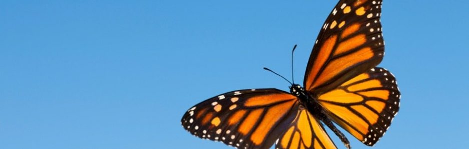 cropped-central-america-monarchs-photo-2-butterfly-e1516426292461.jpg