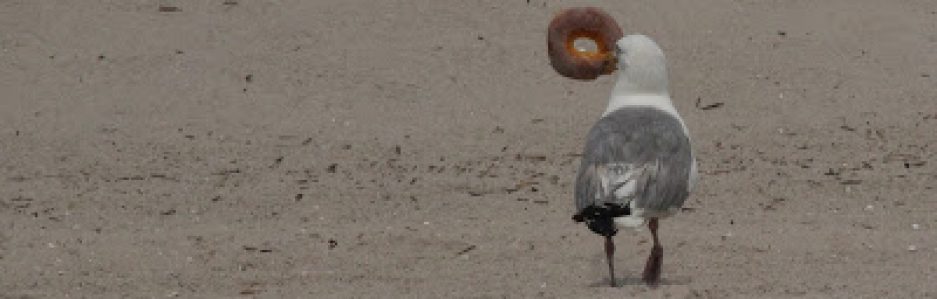cropped-seagull-bagel1.jpg