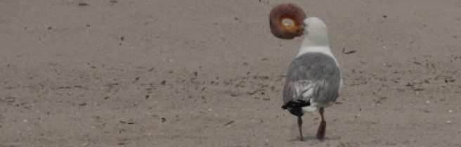 cropped-seagull-bagel1.jpg