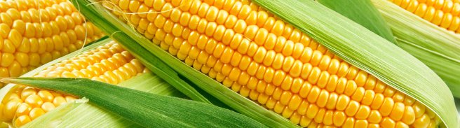 corn.jpg