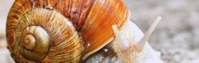 cropped-fat-snail.jpg
